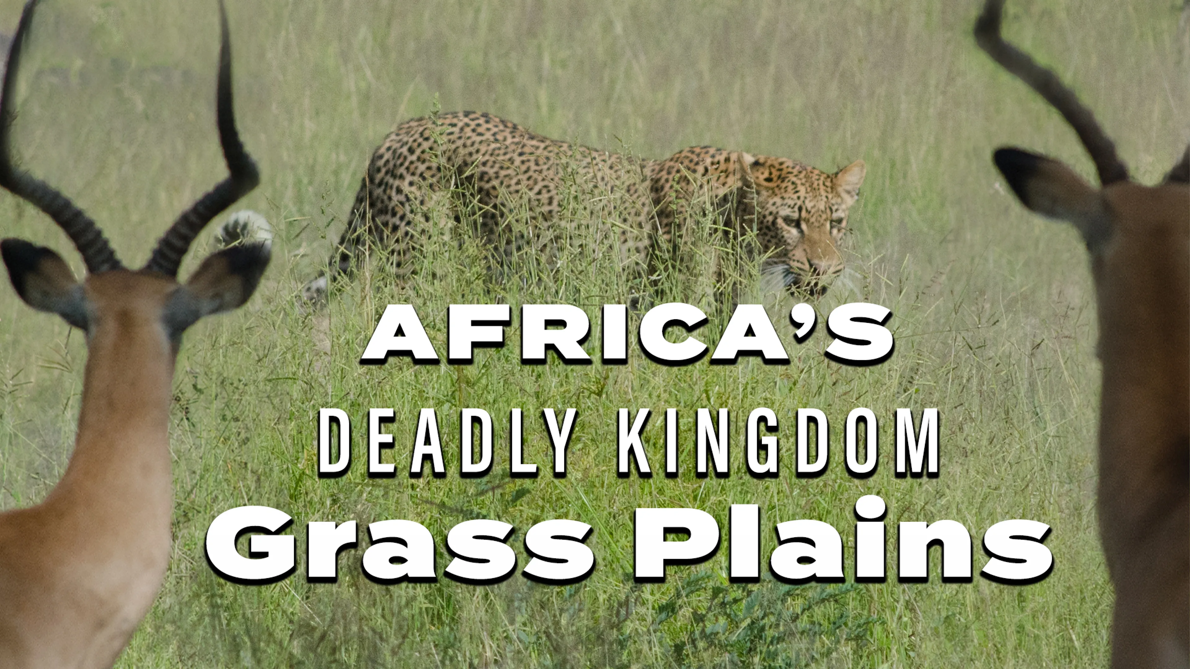 Africa’s Deadly Kingdom: Grass Plains poster